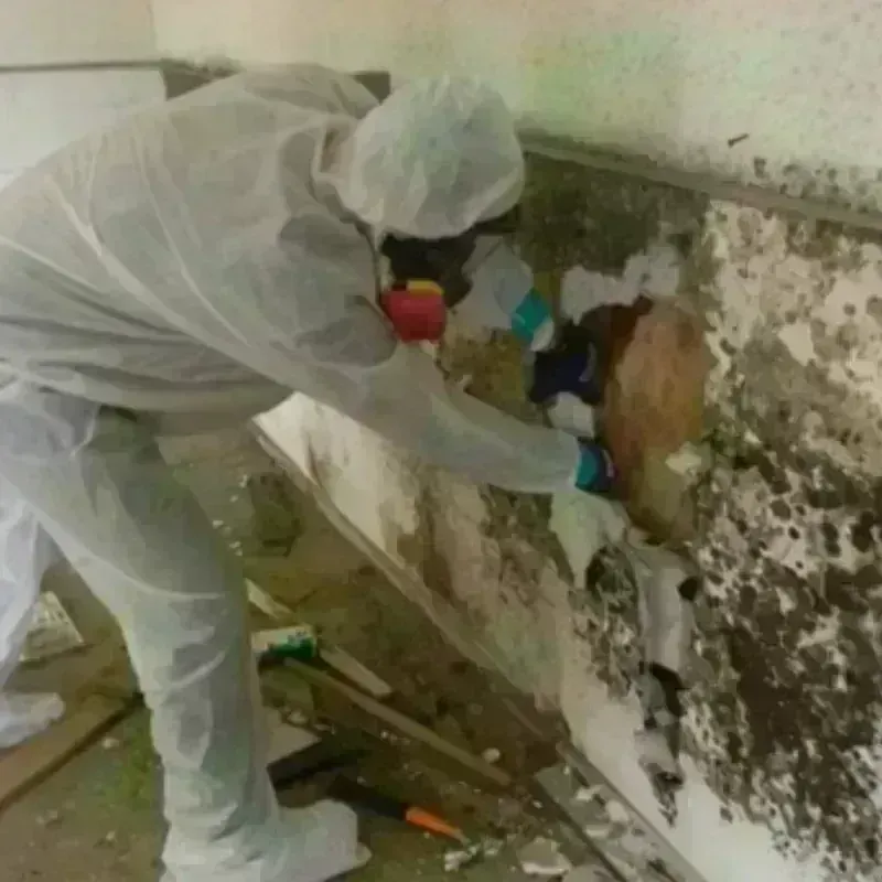 Mold Remediation and Removal in Monroe, OH